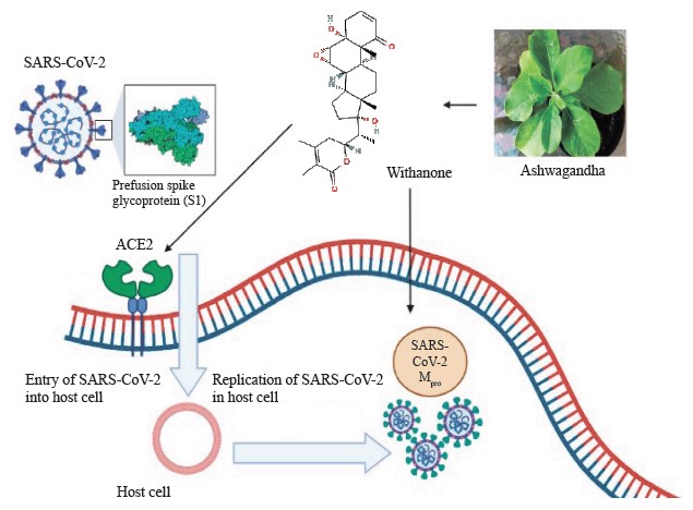 Immunomodulatory effect of ashwagandha (Withania somnifera L. Dunal ...