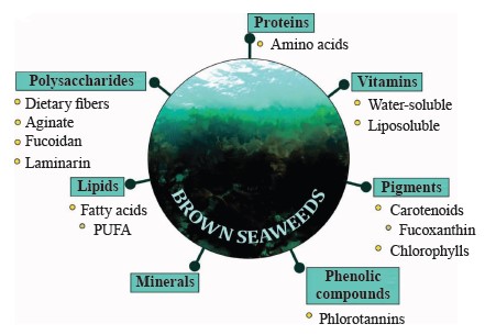 Nutritional and therapeutic potential of functional components of brown ...